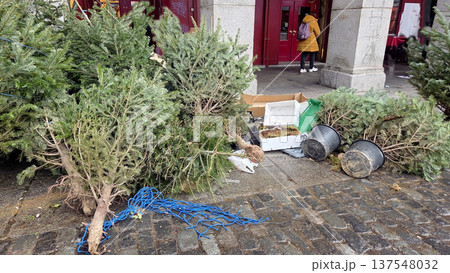 Discarded christmas trees on city street after new year celebration Discarded christmas trees on city street after new year celebration 137548032