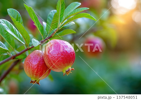 Close up of Guava Fruit Growing in Garden With Space for Text Above and Below 137548051