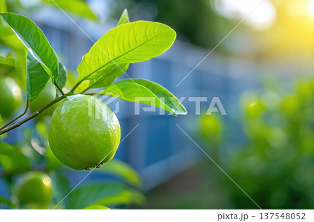 Close up of Guava Fruit Growing in Garden With Clear Background for Nature Lovers 137548052