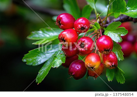 Hawthorn Berries Grow on Branches in a Garden Setting With Mix of Green Leaves 137548054