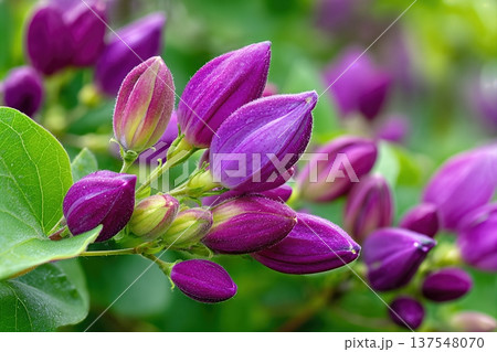 Close up of Honeysuckle Berries Growing in a Garden During the Sunny Afternoon Hours 137548070