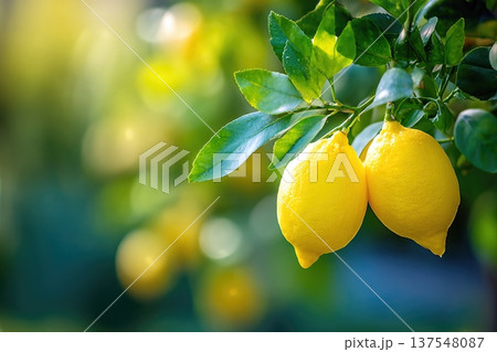 Close up of Lemon Growing in Garden With Bright Sunlight and Clear Space for Text Close up of Lemon Growing in Garden With Bright Sunlight and Clear Space for Text 137548087