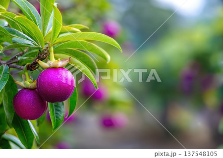 Close up View of Mangosteen Fruit Growing in a Garden With Space for Copy 137548105