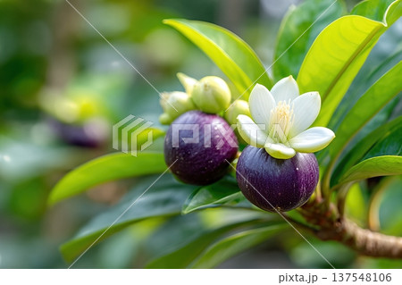 Mangosteen Growing in Garden With Green Leaves and White Flowers in Bright Light Mangosteen Growing in Garden With Green Leaves and White Flowers in Bright Light 137548106