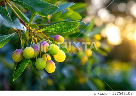 Close up View of Mistletoe Berries Growing in a Garden in the Afternoon Light 137548108