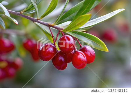 Close View of Mistletoe Berries Growing on Branches in a Garden During the Day Close View of Mistletoe Berries Growing on Branches in a Garden During the Day 137548112