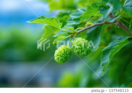 Close up View of Mulberries Growing in a Garden Showing Green Fruits on Branches Close up View of Mulberries Growing in a Garden Showing Green Fruits on Branches 137548113