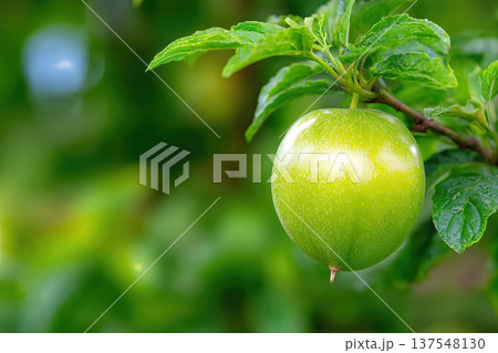 Close up View of Passion Fruit Growing in the Garden With Fresh Green Leaves Nearby Close up View of Passion Fruit Growing in the Garden With Fresh Green Leaves Nearby 137548130