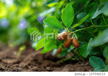 Peanuts Grow Close to the Ground in a Garden Setting With Space for Text Peanuts Grow Close to the Ground in a Garden Setting With Space for Text 137548133