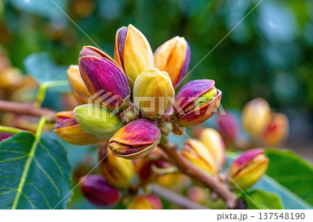 Close up View of Pistachio Nuts Growing in a Garden With Plenty of Space for Text 137548190