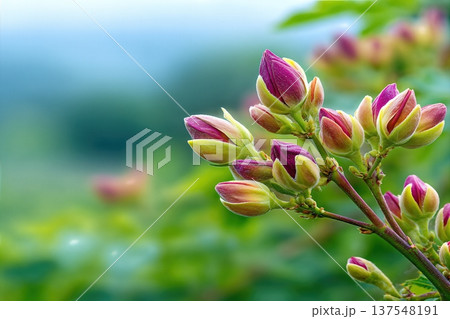 Close up of Pistachio Nuts Growing in a Garden With Green Background Close up of Pistachio Nuts Growing in a Garden With Green Background 137548191