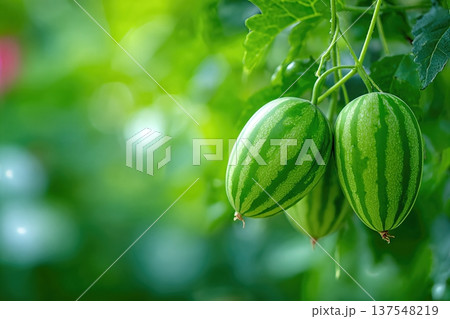 Watermelon Berries Grow on Vines in a Garden During a Sunny Day 137548219