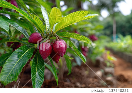 Close up of Salak Fruits Growing in a Lush Garden With Space for Text 137548221