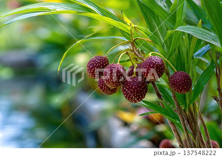 Salak Fruits Growing Close up in the Garden With Space for Text and Information Salak Fruits Growing Close up in the Garden With Space for Text and Information 137548222