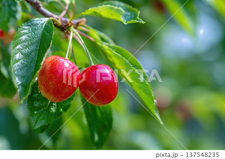 Sour Cherry Close up in Garden With Fresh Leaves and Copy Space for Text 137548235