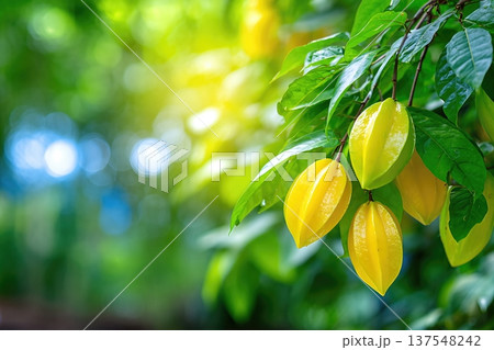 Star Fruit Develops on Branches in a Garden With Lush Green Leaves Star Fruit Develops on Branches in a Garden With Lush Green Leaves 137548242