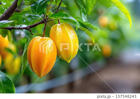 Star Fruit Grows on Trees in a Garden Ready for Harvest in Warm Weather 137548243
