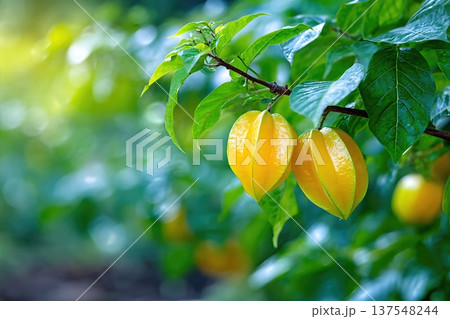 Star Fruit Grows in Garden Close up With Green Leaves in Sunny Daylight Star Fruit Grows in Garden Close up With Green Leaves in Sunny Daylight 137548244