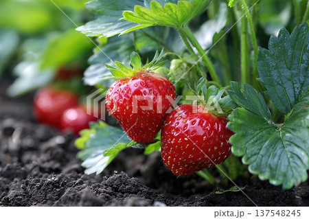 Fresh Strawberries Grow Close to Soil in the Garden Under Sunlight in Summer Season Fresh Strawberries Grow Close to Soil in the Garden Under Sunlight in Summer Season 137548245