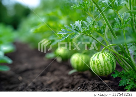 Close up of Watermelon Berries Growing in a Garden During Summer Season in Sunlight 137548252