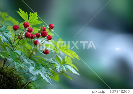 Close up View of Wild Strawberries Growing in the Forest During Summer Months Close up View of Wild Strawberries Growing in the Forest During Summer Months 137548260