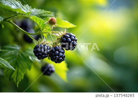 Blackberries Growing in a Garden Close up With Green Leaves in the Background Blackberries Growing in a Garden Close up With Green Leaves in the Background 137548265