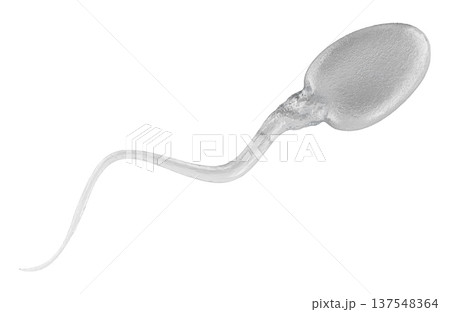 Sperm cell, spermatozoon. Symbol of male fertility, fertilization, reproduction, and reproductive medicine, 3d rendering 137548364