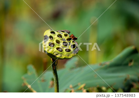 Macro close-up of dried lotus seed pod with bokeh background 137548983