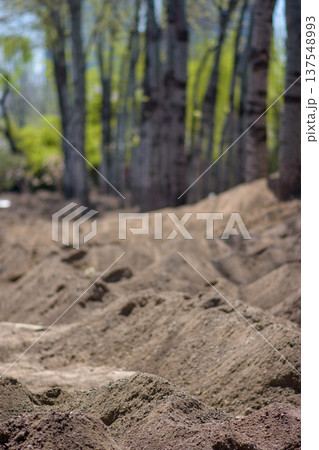 Sandy Dirt Mounds on Forest Floor with Blurred Trees 137548993