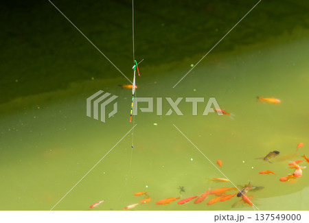 Fishing float above pond with goldfish swimming below 137549000