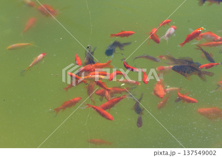 Fishing float above pond with goldfish swimming below Fishing float above pond with goldfish swimming below 137549002