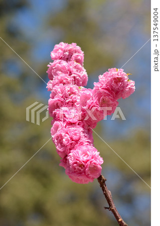 Pink double blossoms on branch with soft bokeh background Pink double blossoms on branch with soft bokeh background 137549004