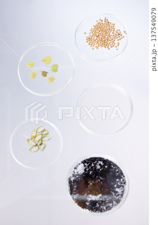 Petri dish, sample and science, ecology and leaves with soil, agriculture and environment study top view in lab. Research, sustainability and investigation, scientific test background and future Petri dish, sample and science, ecology and leaves with soil, agriculture and environment study top view in lab. Research, sustainability and investigation, scientific test background and future 137549079