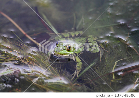 A green frog also known as the common water frog or edible frog in a pond with some foliage 137549300
