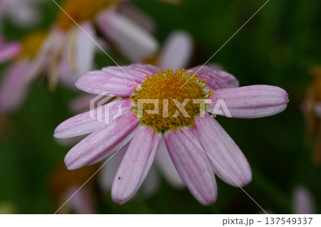 Beautiful Flowers Blooming In The Garden, Bodrum Turkey 137549337