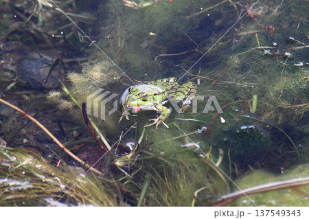 A green frog also known as the common water frog or edible frog in a pond with some foliage 137549343