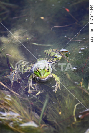 A green frog also known as the common water frog or edible frog in a pond with some foliage A green frog also known as the common water frog or edible frog in a pond with some foliage 137549344
