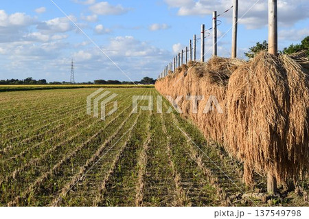 稲穂の自然乾燥 天日干し 稲穂の自然乾燥 天日干し 137549798