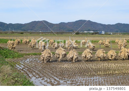 稲穂の自然乾燥 天日干し 稲穂の自然乾燥 天日干し 137549801