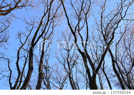 冬の朝冷えする夜明け前の雑木林 137550154