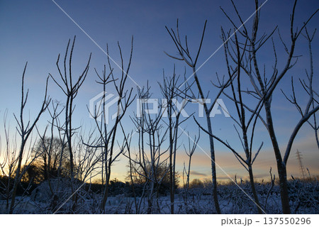 冬の朝冷えする夜明け前の雑木林 冬の朝冷えする夜明け前の雑木林 137550296