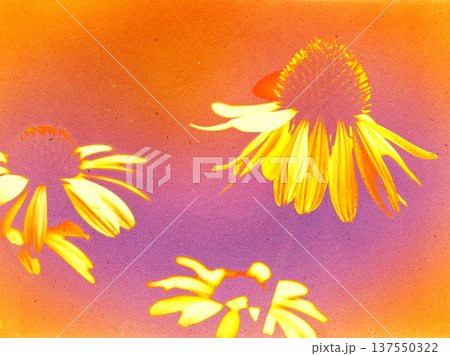 Abstract digital artwork of echinacea flowers in vibrant orange, yellow, purple hues. Botanical wall art. Summer flowers with textured gradient, perfect for interior design and creative backgrounds. Abstract digital artwork of echinacea flowers in vibrant orange, yellow, purple hues. Botanical wall art. Summer flowers with textured gradient, perfect for interior design and creative backgrounds. 137550322