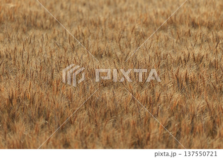 麦畑 137550721