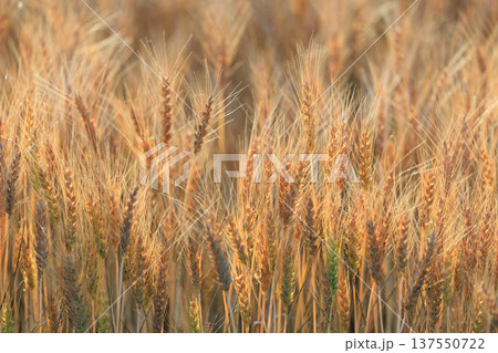 麦畑 137550722