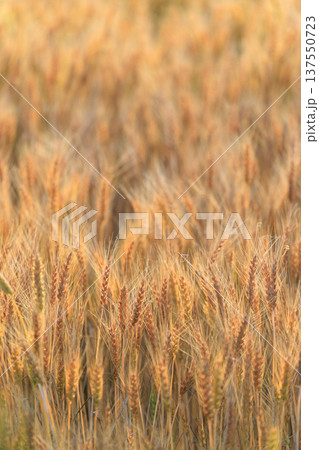 麦畑 137550723