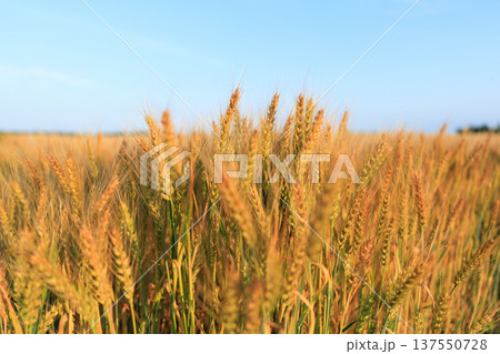 麦畑 137550728