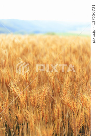 麦畑 137550731