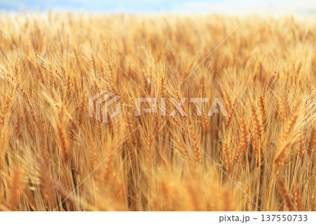 麦畑 137550733