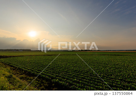 畑から見える夕日 畑から見える夕日 137550864