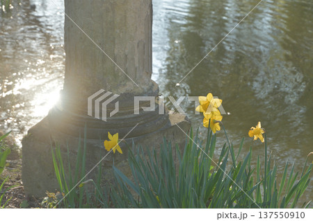 モンソー公園の池のほとりに咲く水仙と古代ローマ風の柱 パリの春の風景(2026年3月3日撮影) モンソー公園の池のほとりに咲く水仙と古代ローマ風の柱 パリの春の風景(2026年3月3日撮影) 137550910